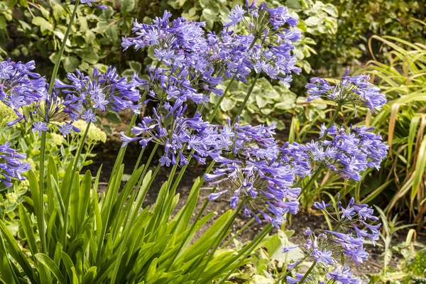 Agapanthe Bleu Lys Africain Plantes Dans Une Bordure Herbacée Dans — Photo