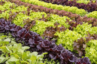 Satır bir sebze yama içinde büyüyen çeşitli marul bitkilerin.