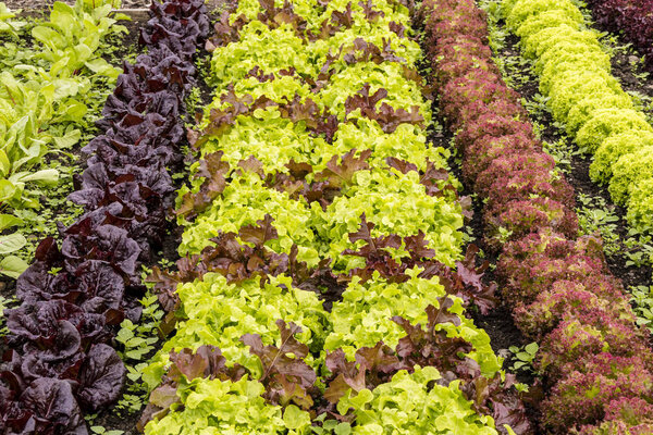 Rows of various lettuce plants growing in a vegetable patch.