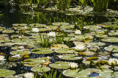 Beyaz su lily çiçekli bitkiler küçük gölet.