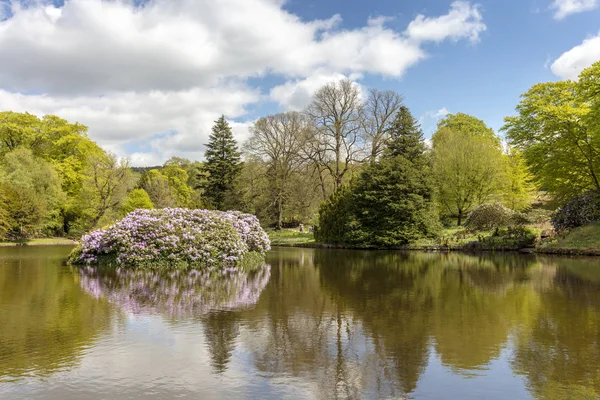 Frühlingsparkszene Mit Kleinem See Und Rhododendronsträuchern — Stockfoto