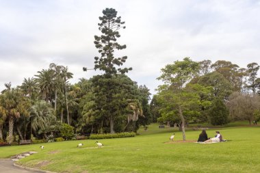 Sidney, Avustralya Nisan 2, 2019: Genç çift piknik ve Beyaz Aynak kuşların eşlik zevk ile Avustralya park sahnesi.