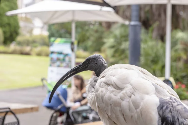 White Australian Ibis Jest Dość Dom Parkach Miejscach Publicznych Australijskich — Zdjęcie stockowe