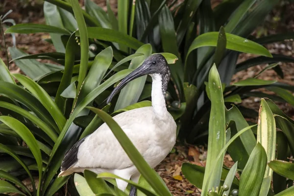 White Australian Ibis Jest Dość Dom Parkach Miejscach Publicznych Australijskich — Zdjęcie stockowe