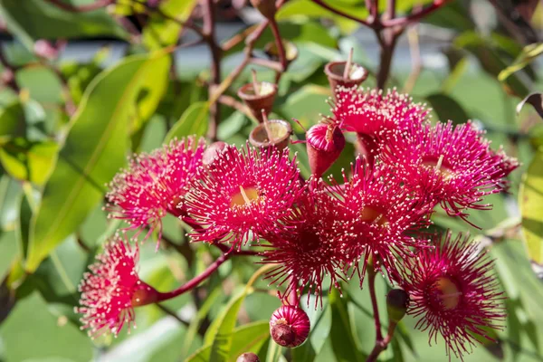 Rosa Blommor Eucalyptus Auktor Marri Infödda Australiska Blommande Träd — Stockfoto