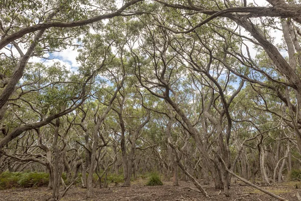 Shade Providing Sclerophyllous Forest Australia — Stock Photo, Image