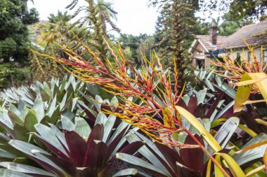 Süs bitkisi Aechmea blanchetiana, çekici yaprakları ile dev bromeliad.