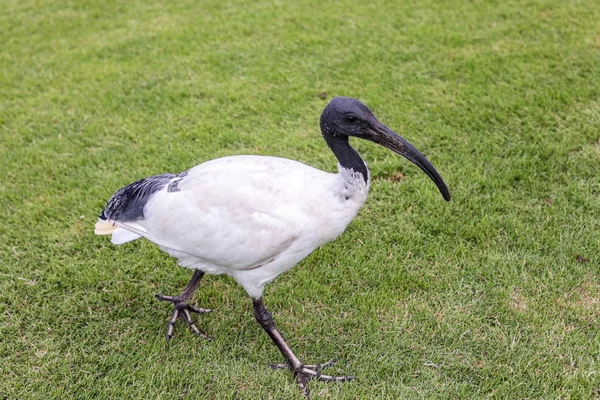 White Australian Ibis Jest Dość Dom Parkach Miejscach Publicznych Australijskich — Zdjęcie stockowe