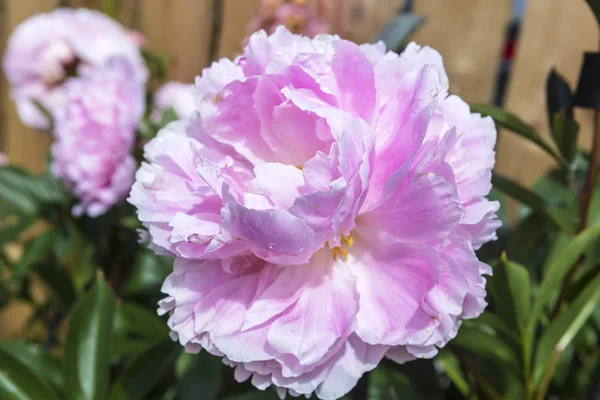 Large head of fully opened pink peony flower in a garden.