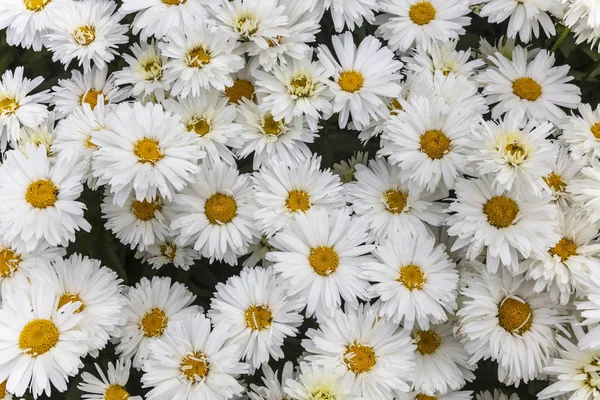 Grandes Margaritas Blancas Amarillas Bellis Perennis Cerca Como Fondo —  Fotos de Stock