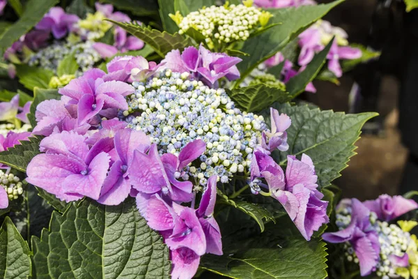 Lase Cap Macrophylla Hydrangea Teller Mavi Çiçekler Yakın — Stok fotoğraf