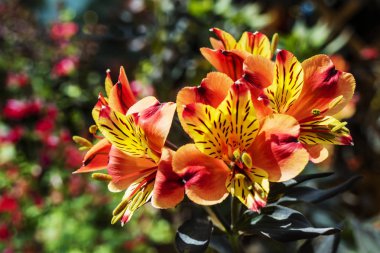 Alstroemeria 'nın parlak turuncu çiçekleri, yaygın olarak Peru zambak veya Incas zambak denilen.