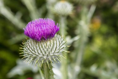 Cirsium vulgare bir bahçede dramatik mor devedikeni bitki.
