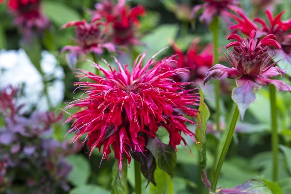 Derin pembe monarda çiçekler (Bee Balm) bir herbase sınırında.