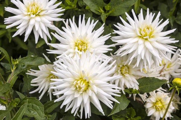 Flamboyant White Semi Cactus Dahlia Flowers Garden Herbaceous Border — Stock Photo, Image