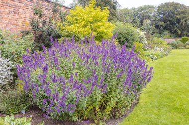 Large plant of purple cat-mint Nepeta cataria in a herbaceous border of an established garden. clipart