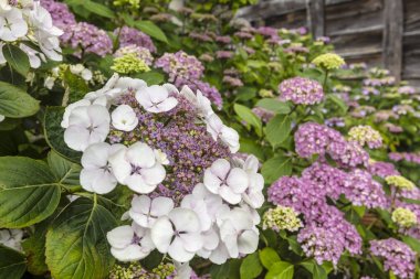 Macrophylla Ortanca dantel kap menekşe çiçekler yakın çekim.