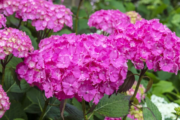 Nagy Neon Rózsaszín Mop Fej Hydrangea Macrophylla Virágzó Cserje Kertben — Stock Fotó