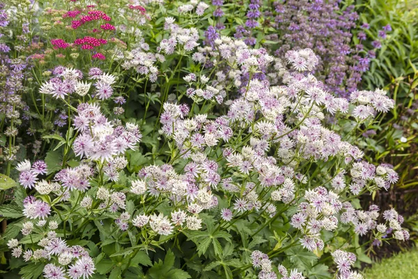 Profusion Pink Astrantia Flowers Herbaceous Border — Stock Photo, Image