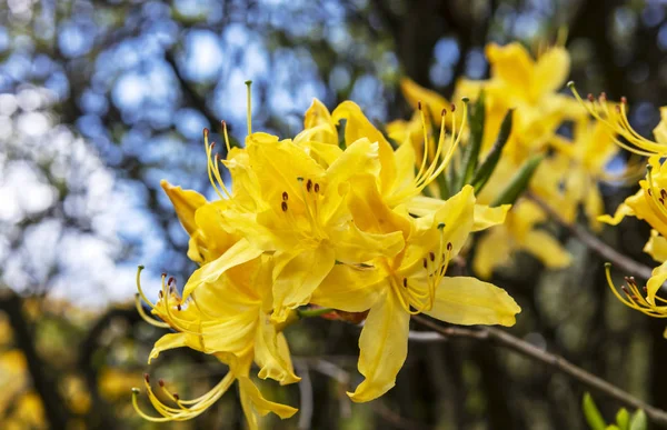 Cluster Golden Yellow Azalea Flowers Close — Stock Photo, Image