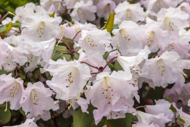 İlkbaharda bir bahçede kompakt rhododendron çalı soluk pembe çan şeklinde çiçekler.