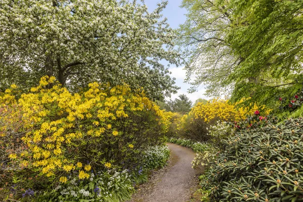 春天在公园里穿过花丛中花丛中的狭长路径 — 图库照片