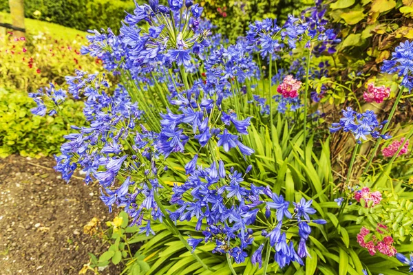 Blue Agapanthus African Lily Plants Herbaceous Border Garden — Stock Photo, Image