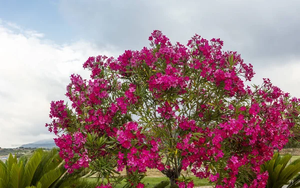Top Standard Deep Pink Oleander Shrub Garden — Stock Photo, Image