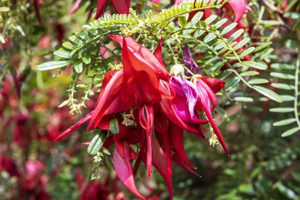 Flores Rojas Como Garra Arbusto Siempreverde Clianthus Puniceus Roseus Guisante — Foto de Stock