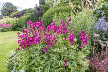 Upright flower spikes carrying rose-pink blooms of Sidalcea hybrida 'Party Girl' in a herbaceous border of an English garden. clipart