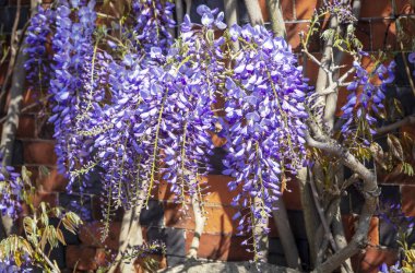 Çiçek gibi bezelye savurgan uzun custers ile Mor Wisteria tırmanma tesisi.