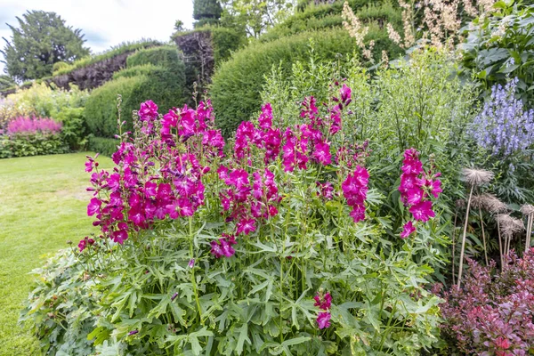 Pontos Verticais Flor Que Carregam Flores Cor Rosa Sidalcea Hybrida — Fotografia de Stock