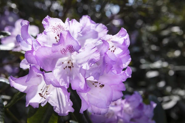 Tam Çiçek Yakın Çekim Pembe Macenta Rhododendron Çiçek Kümesi — Stok fotoğraf