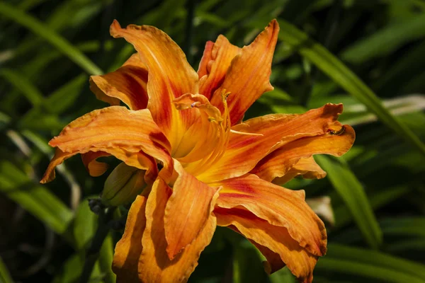 Bir Bahçede Koyu Turuncu Double Day Lily — Stok fotoğraf