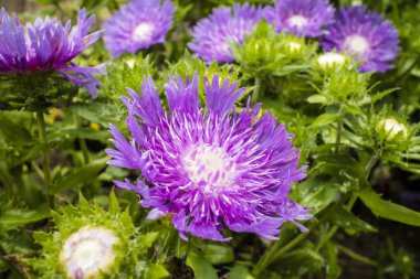 Purple cornflower-like flower of the hardy perennial Stokesia Laevis.
