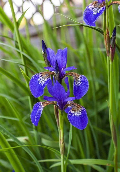 Flores da íris azul . — Fotografia de Stock
