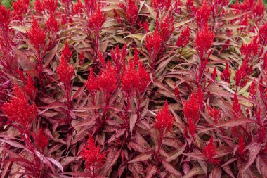 Parlak kırmızı Celosia Dragon 's Breath' in arkaplanı. Yıllık çiçekli çiçek başlıklı bitki..