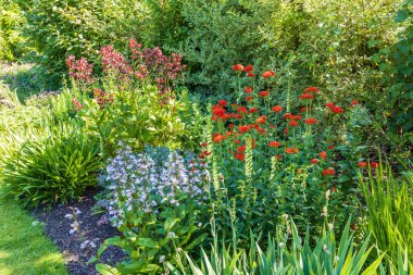 Herbaceous border with red and blue flowers. clipart