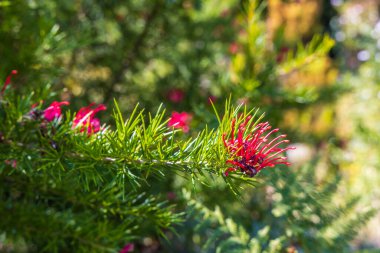Grevillea 'nın koyu pembe çiçekleri Canberra Mücevheri