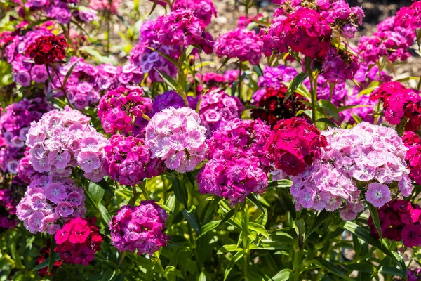 Dianthus Barbatus Sweet William Plantas Com Flores Jardim — Fotografia de Stock