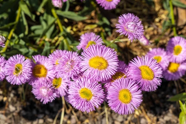 Pink Michaelmas Daisies Garden — стокове фото