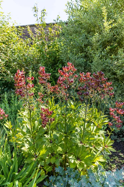 Turkhatt Lilja Eller Lilium Martagon Örtartad Gräns — Stockfoto