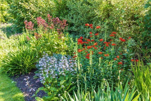 Fronteira Herbácea Com Flores Vermelhas Azuis — Fotografia de Stock