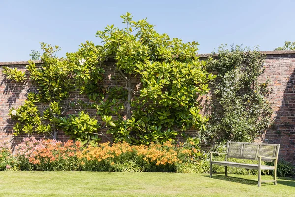 Walled Garden Large Espaliered Magnolia Tree Wooden Bench — Stock Photo, Image