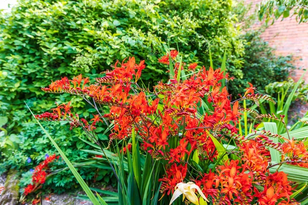 草本境界にある赤いクロソミアの開花植物 — ストック写真