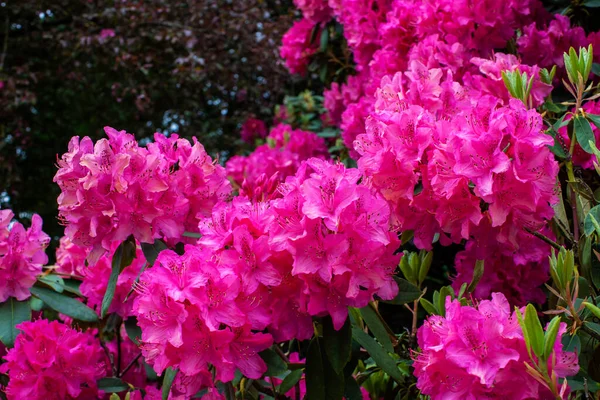 Arbusto Rhododendron Floración Rosa Profundo Jardín —  Fotos de Stock