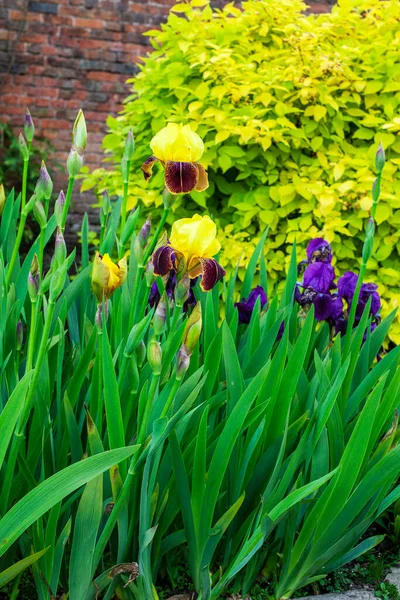 Iris Barbus Jaunes Violets Dans Une Bordure Herbacée — Photo