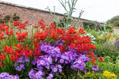 Kırmızı Crocosmia ve mor phlox çiçekli bitkiler bitki sınırında.