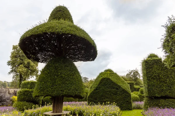 Oldest Topiary Park World Fantastically Shaped Plants Levens Hall Cumbria — Stock Photo, Image