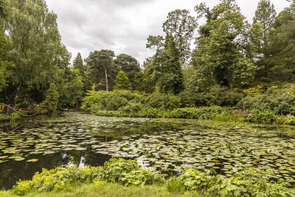 Ruhige Parkszene Mit Kleinem See Überwachsen Mit Seerosenblättern — Stockfoto